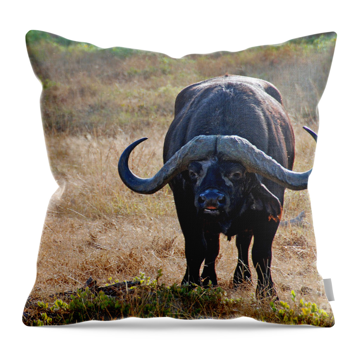 Cape Buffalo Throw Pillow featuring the digital art Cape Buffalo by Pravine Chester