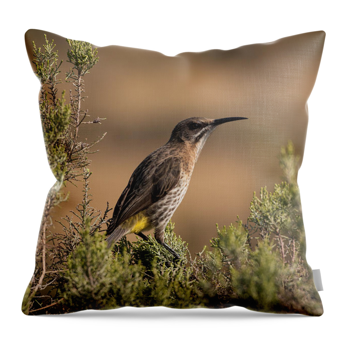 Bird Throw Pillow featuring the photograph Cape Sugarbird by Claudio Maioli