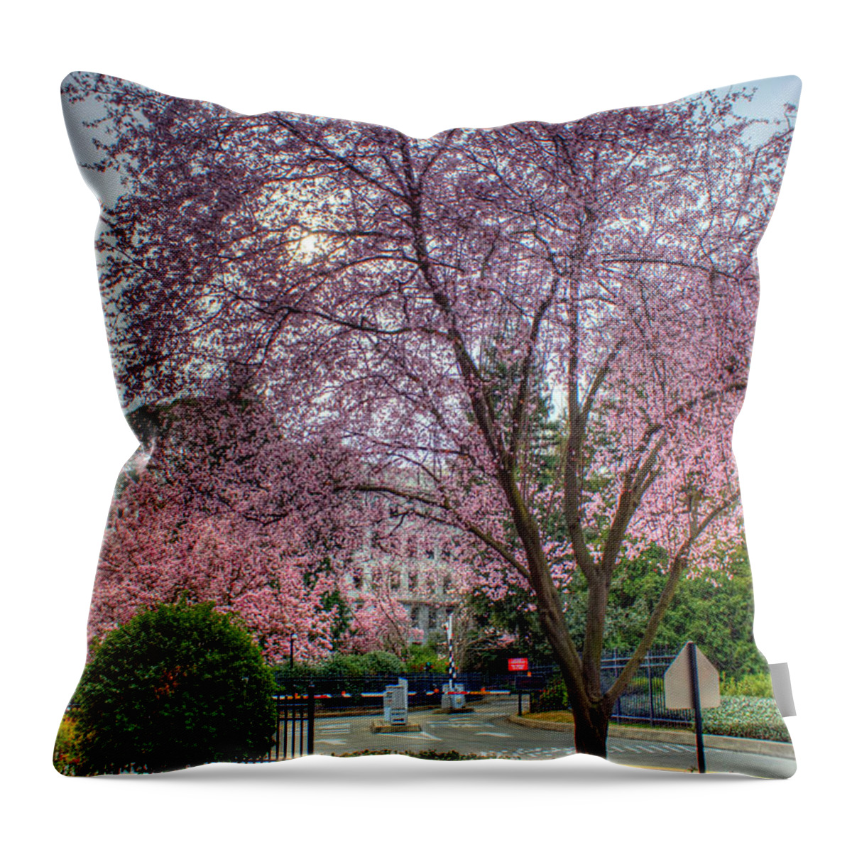 Lavendar Throw Pillow featuring the photograph Capitol Tree by Randy Wehner