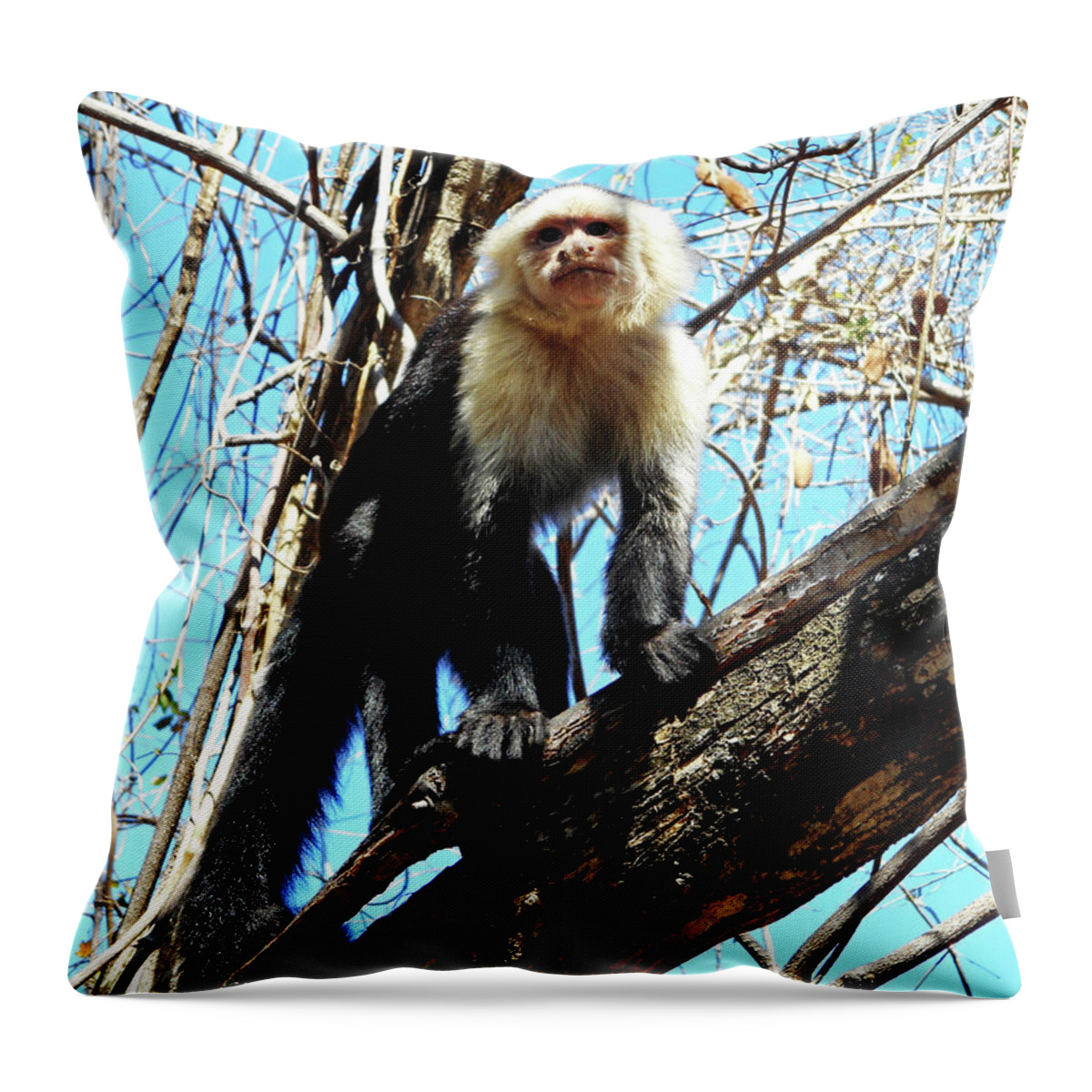  Costa Rico Throw Pillow featuring the photograph Capuchin Monkeys 21 by Ron Kandt