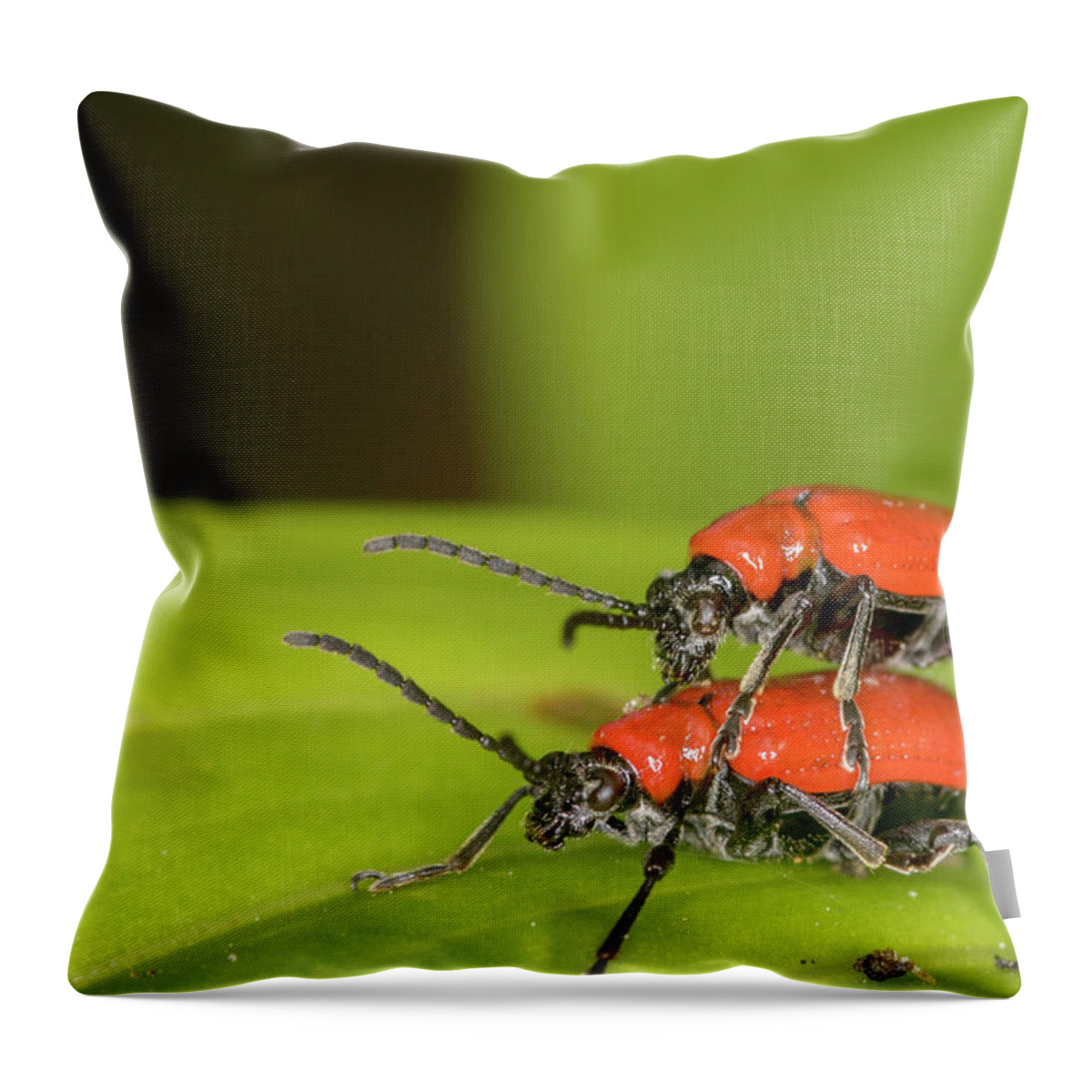 Cardinal Beetle Throw Pillow featuring the photograph Cardinal Beetle by Chris Smith