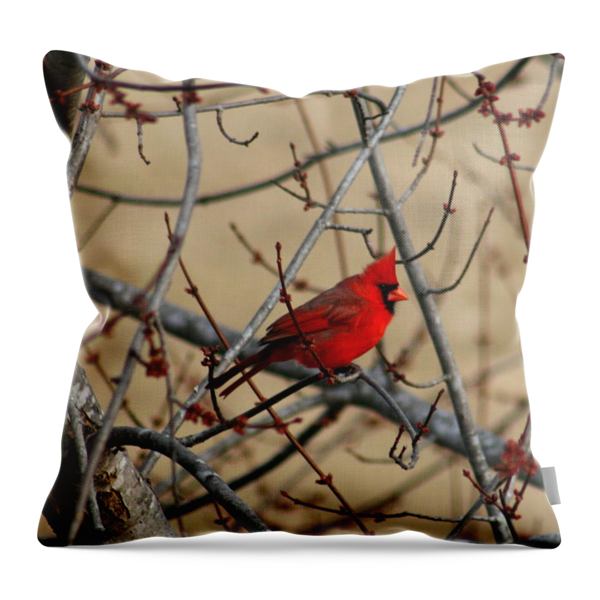 Bird Throw Pillow featuring the photograph Cardinal by David Dunham