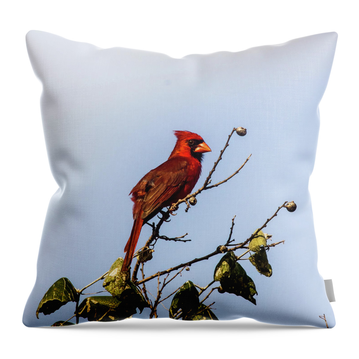 Animal Throw Pillow featuring the photograph Cardinal On Treetop by Robert Frederick