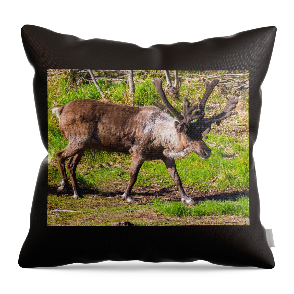 Caribou Throw Pillow featuring the photograph Caribou Antlers in Velvet by Allan Levin