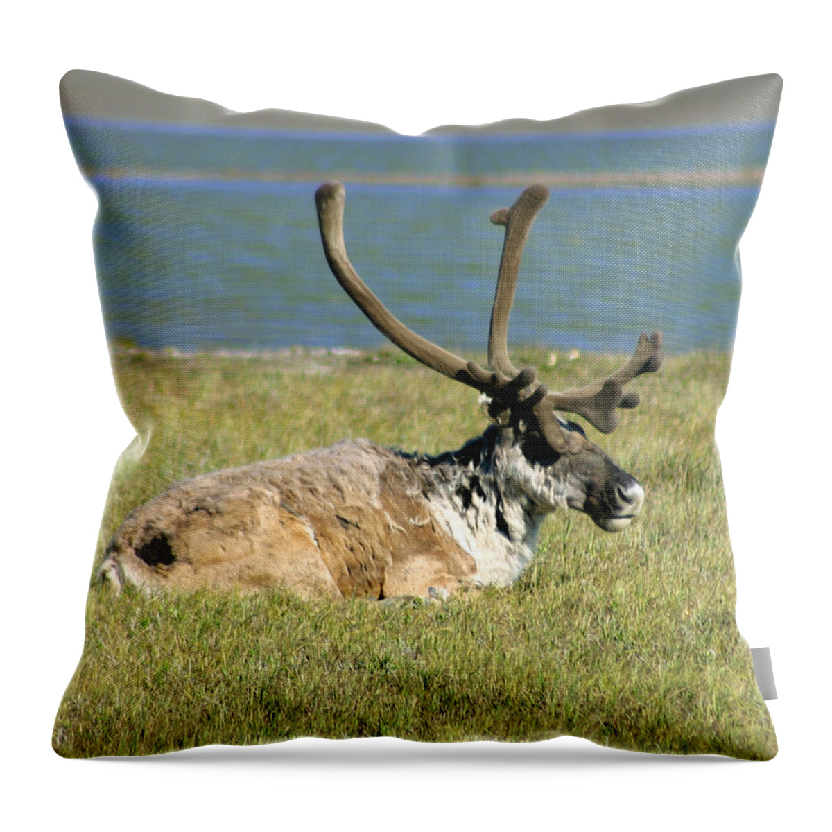 Caribou Throw Pillow featuring the photograph Caribou Resting by Anthony Jones
