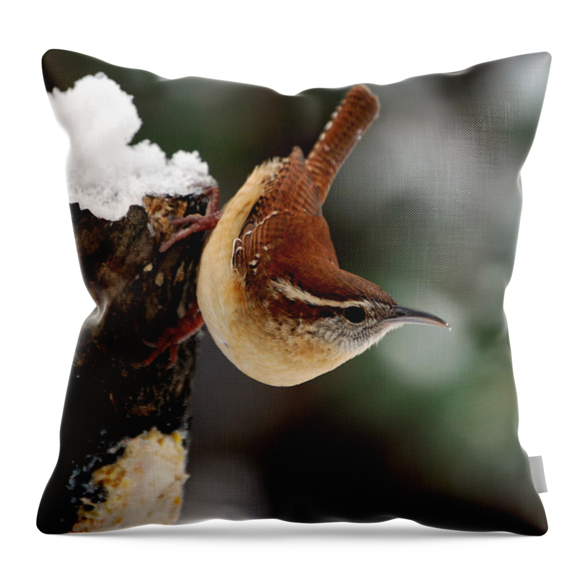 Bird Throw Pillow featuring the photograph Carolina At The Suet Post by Skip Willits