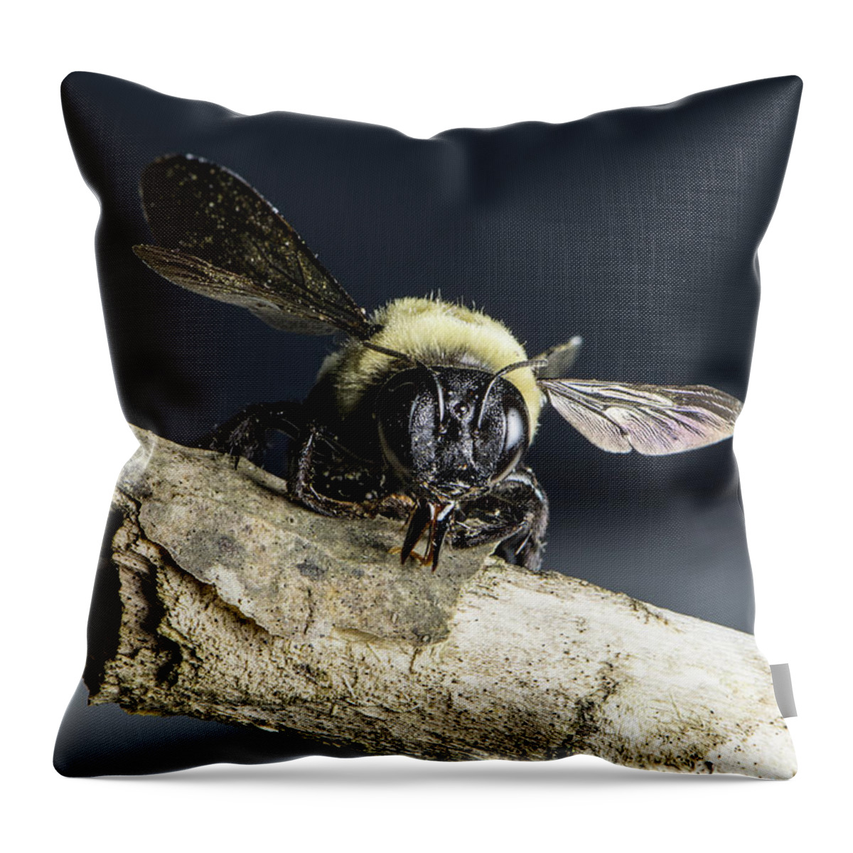 Wildlife Throw Pillow featuring the photograph Carpenter Bee by John Benedict