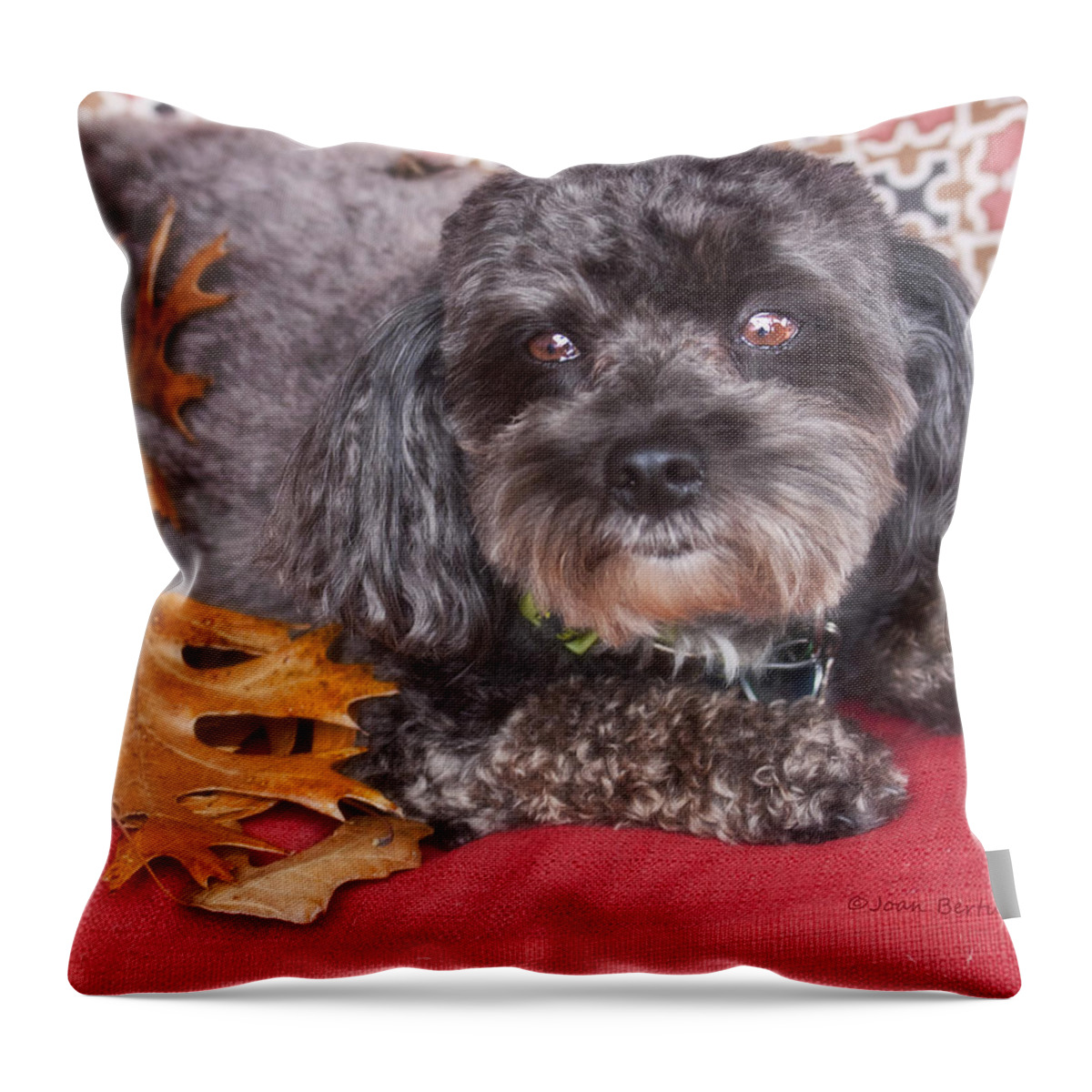 Dog Throw Pillow featuring the photograph Cash by Joan Bertucci