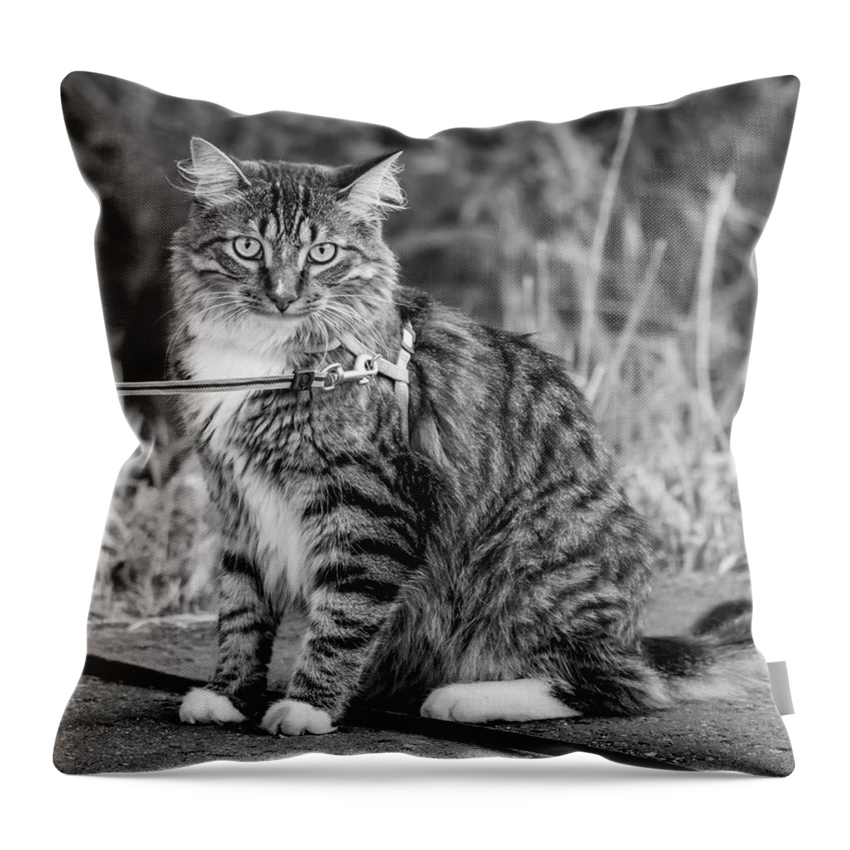 Steve Harrington Throw Pillow featuring the photograph Cat Determination bw by Steve Harrington