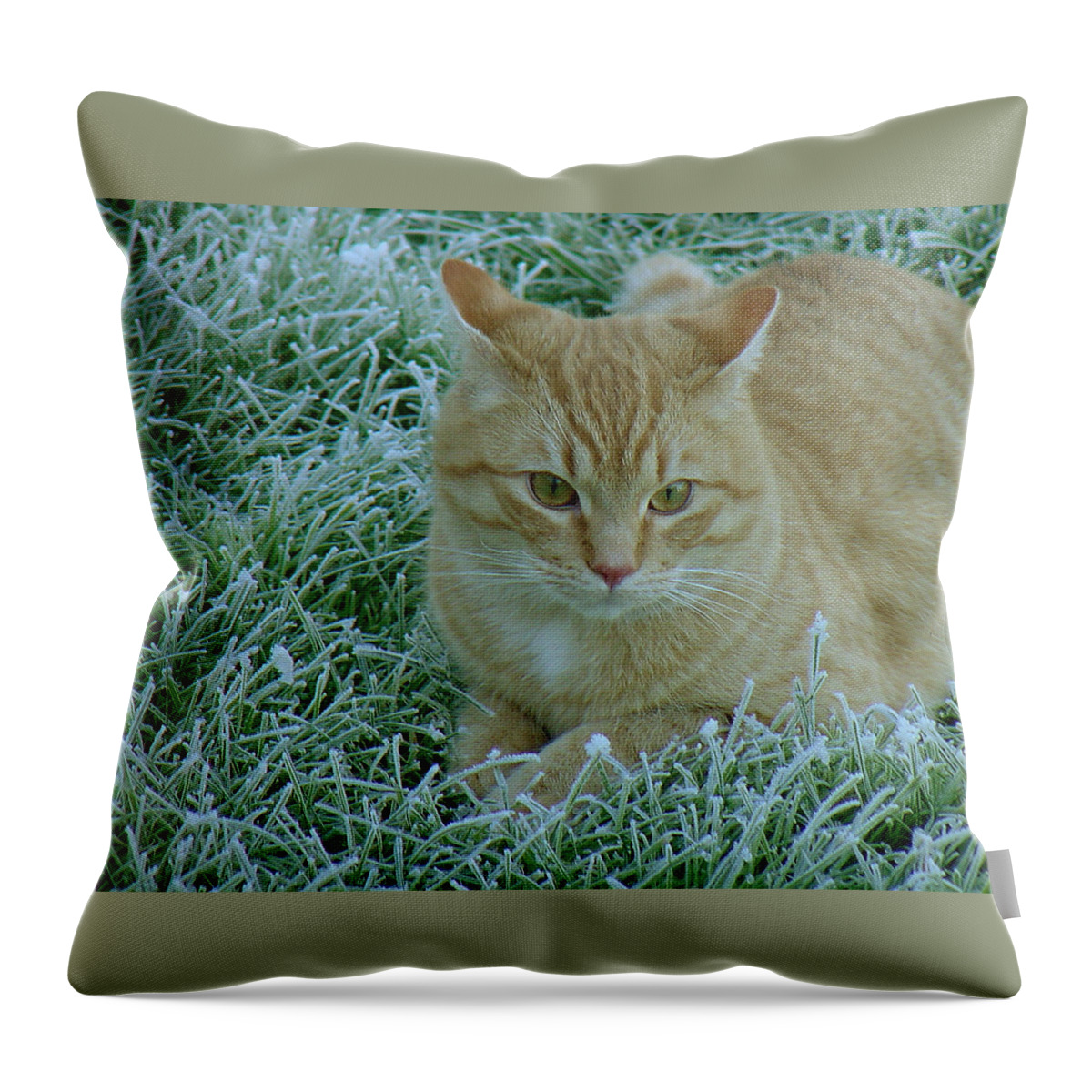 Green Throw Pillow featuring the photograph Cat in Frosty Grass by Shirley Heyn