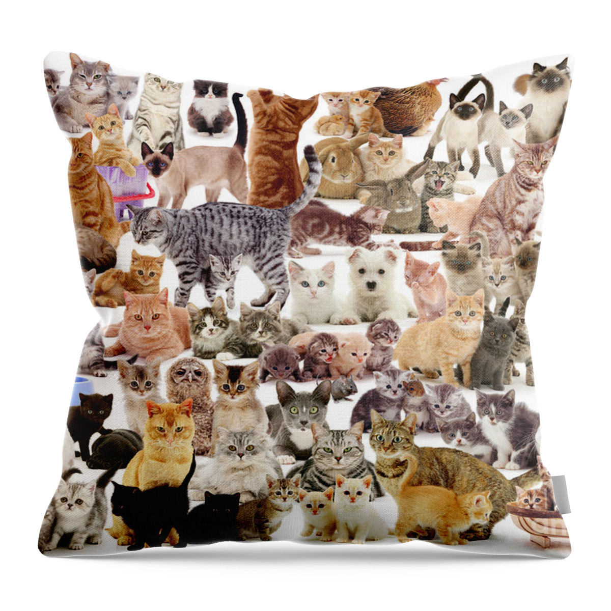 Cat Throw Pillow featuring the photograph Cat Montage by Warren Photographic
