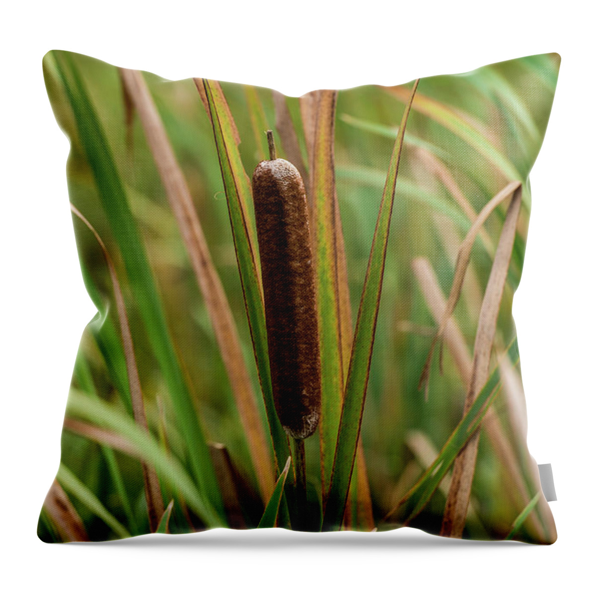 Botanical Throw Pillow featuring the photograph Cat Tail by Paul Freidlund
