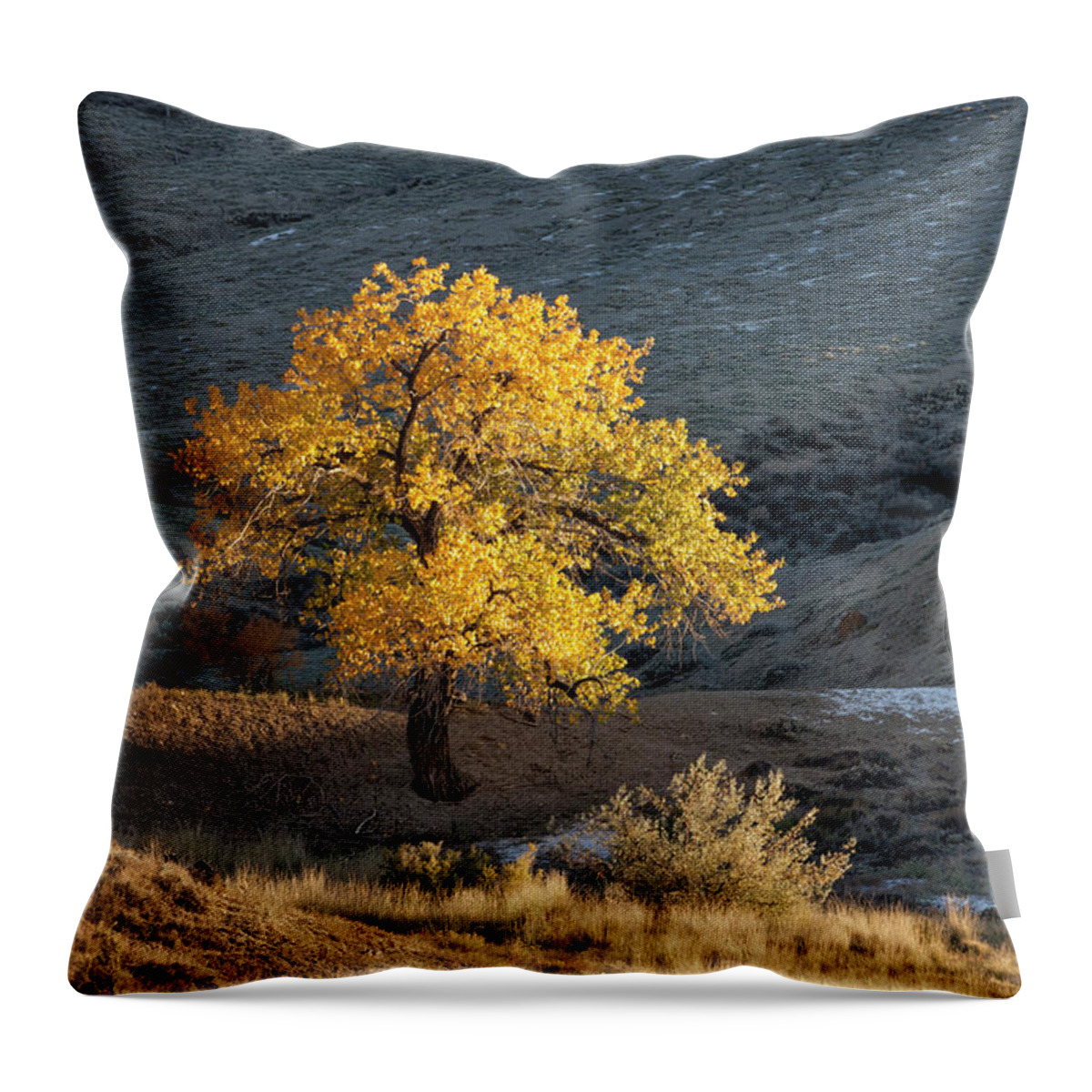 Cottonwood Throw Pillow featuring the photograph Catching Last Rays by Denise Bush