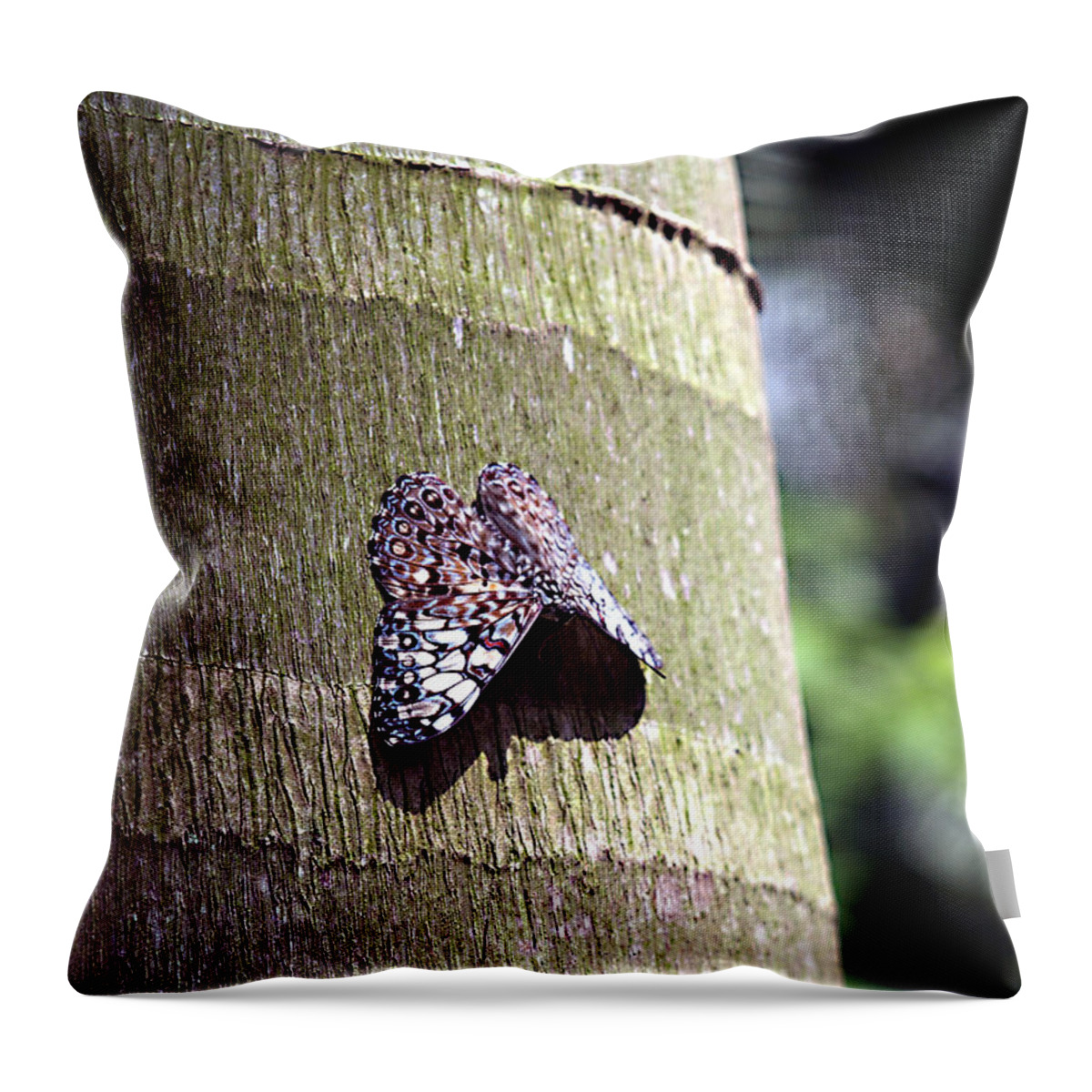 Variable Cracker Butterfly Throw Pillow featuring the photograph Catching Rays --- Variable Cracker Butterfly by Bob Johnson