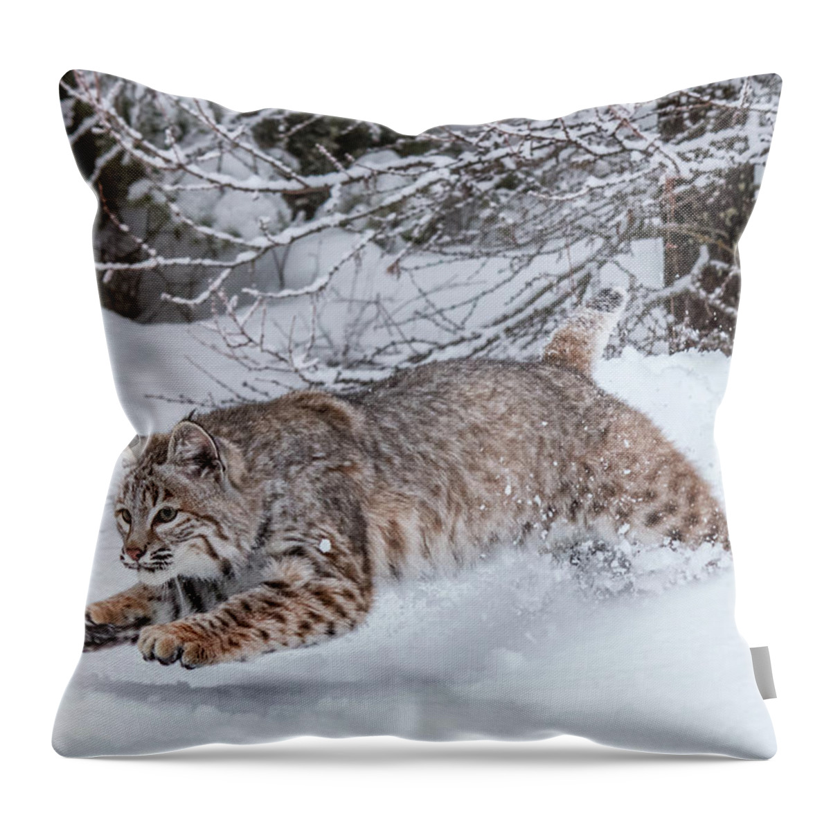 Animal Throw Pillow featuring the photograph Catching Some Air by Teresa Wilson