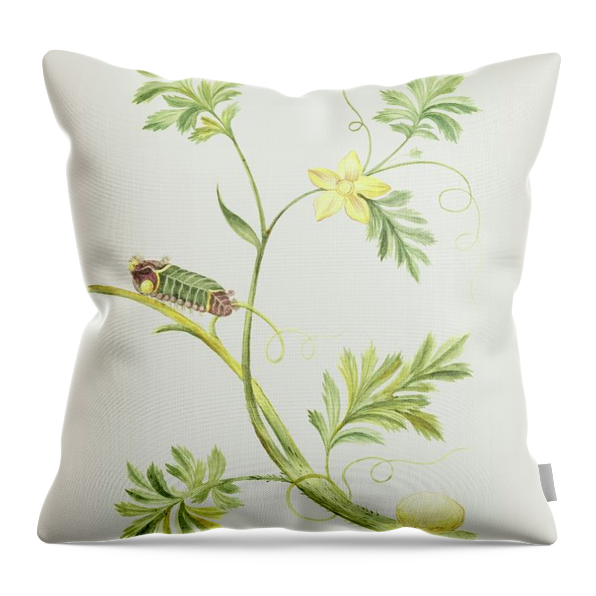 Caterpillar Throw Pillow featuring the mixed media Caterpillar With Pupa On A Plant by Cornelis Markee 1763 by Movie Poster Prints