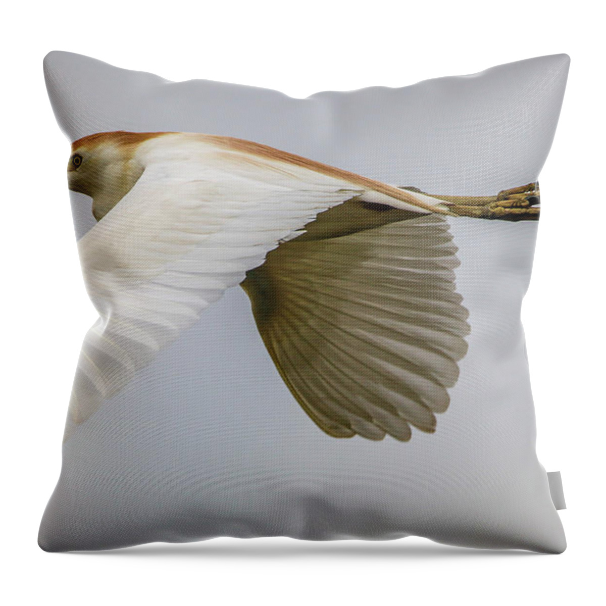 Egret Throw Pillow featuring the photograph Cattle Egret in Flight by Tom Claud
