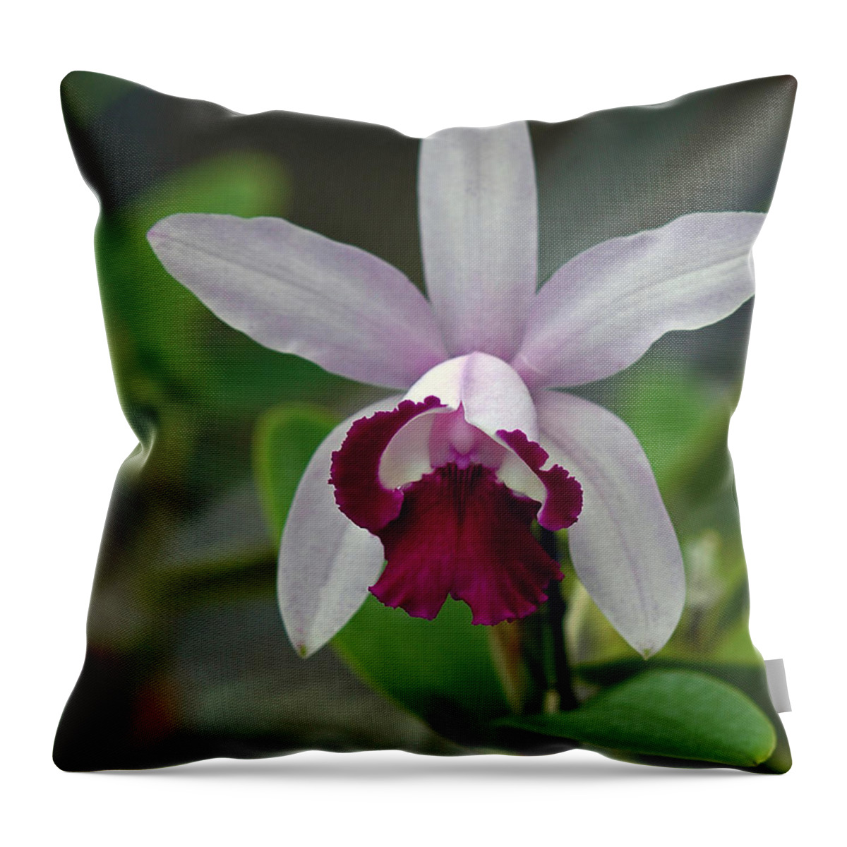 Cattleya Orchid Throw Pillow featuring the photograph Cattleya Ordhid by Winston D Munnings