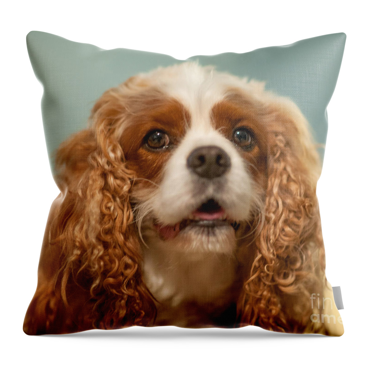 Cavalier King Charles Spaniel Throw Pillow featuring the photograph Cavalier Blenheim by Dale Powell