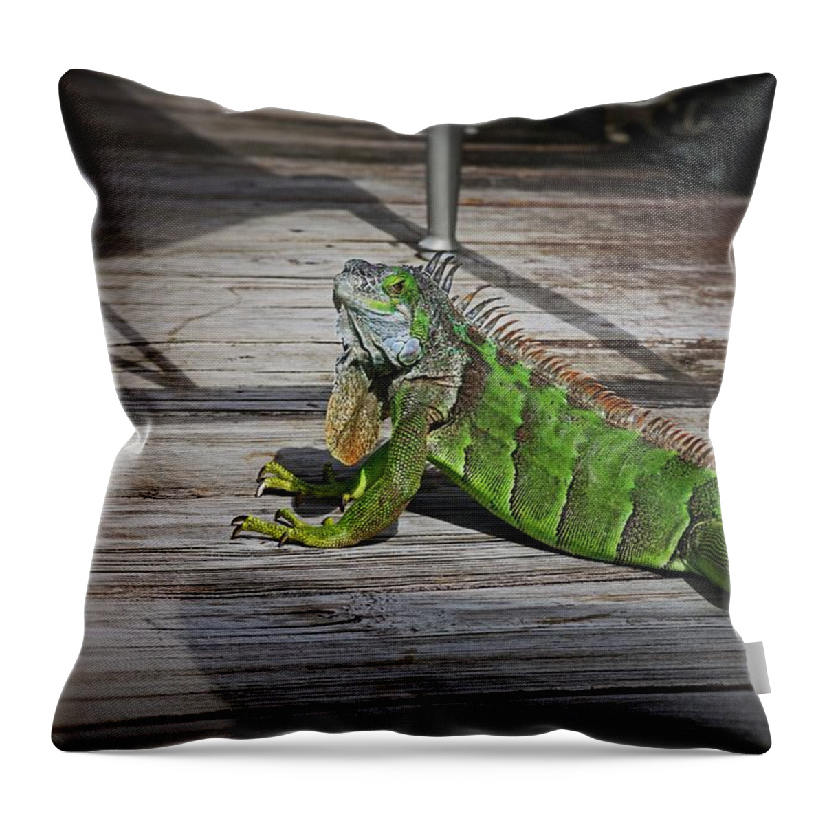 Iguana Throw Pillow featuring the photograph Cayman Iguana II by Michiale Schneider