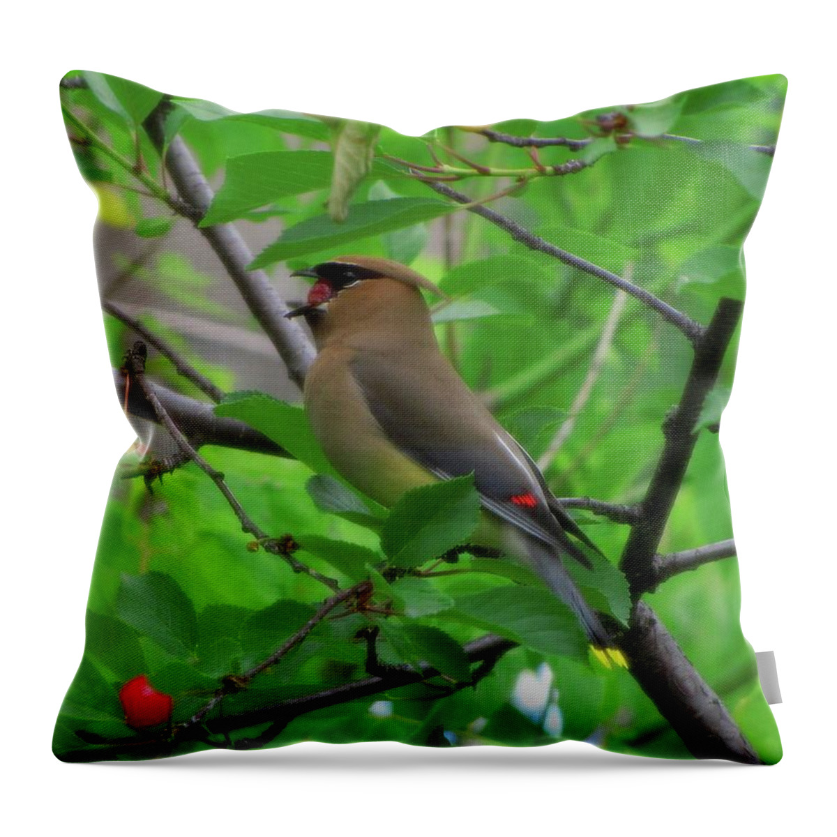 Bird Throw Pillow featuring the photograph Cedar Waxwing by Cheryl Charette