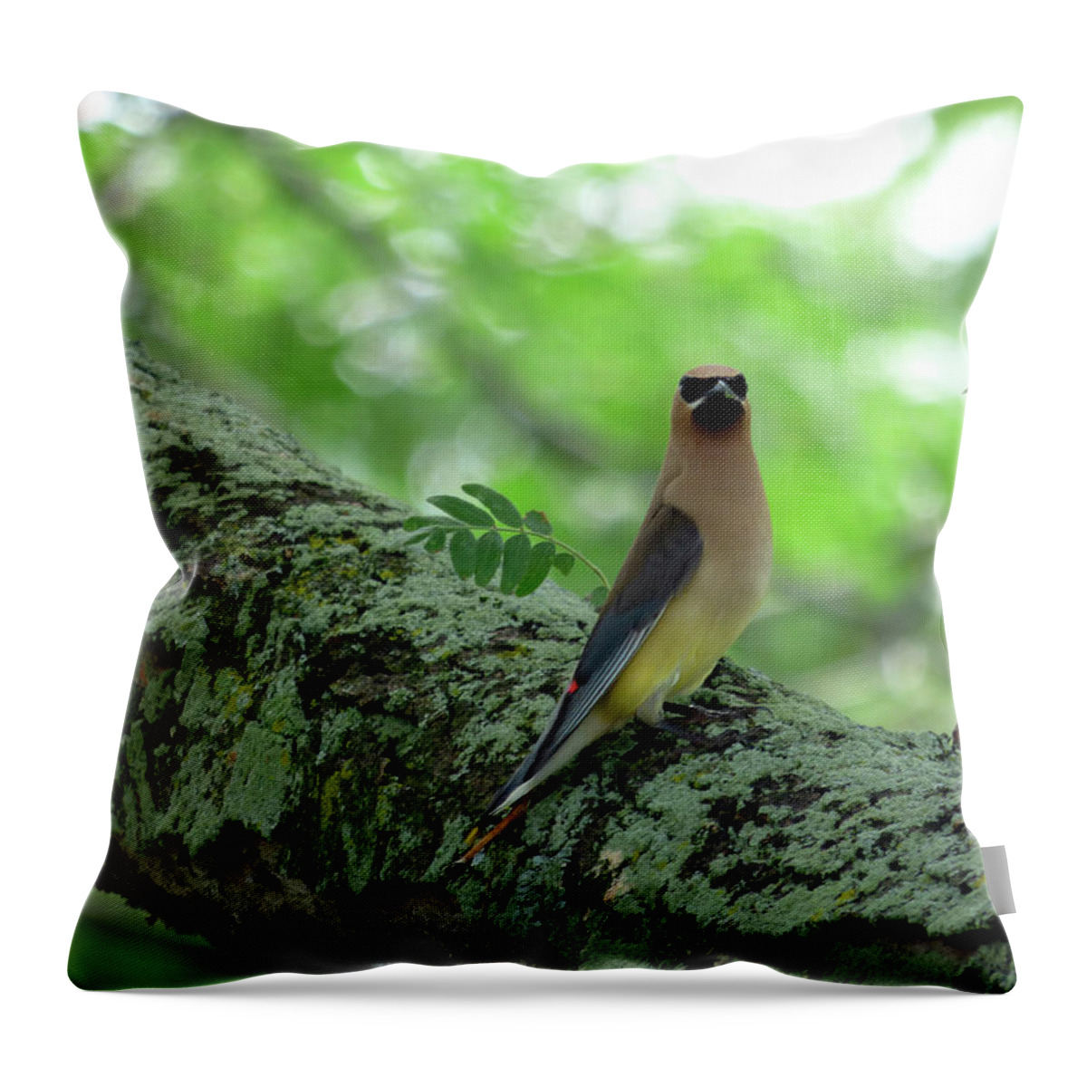 Bird Throw Pillow featuring the photograph Cedar Waxwing by Leslie Montgomery