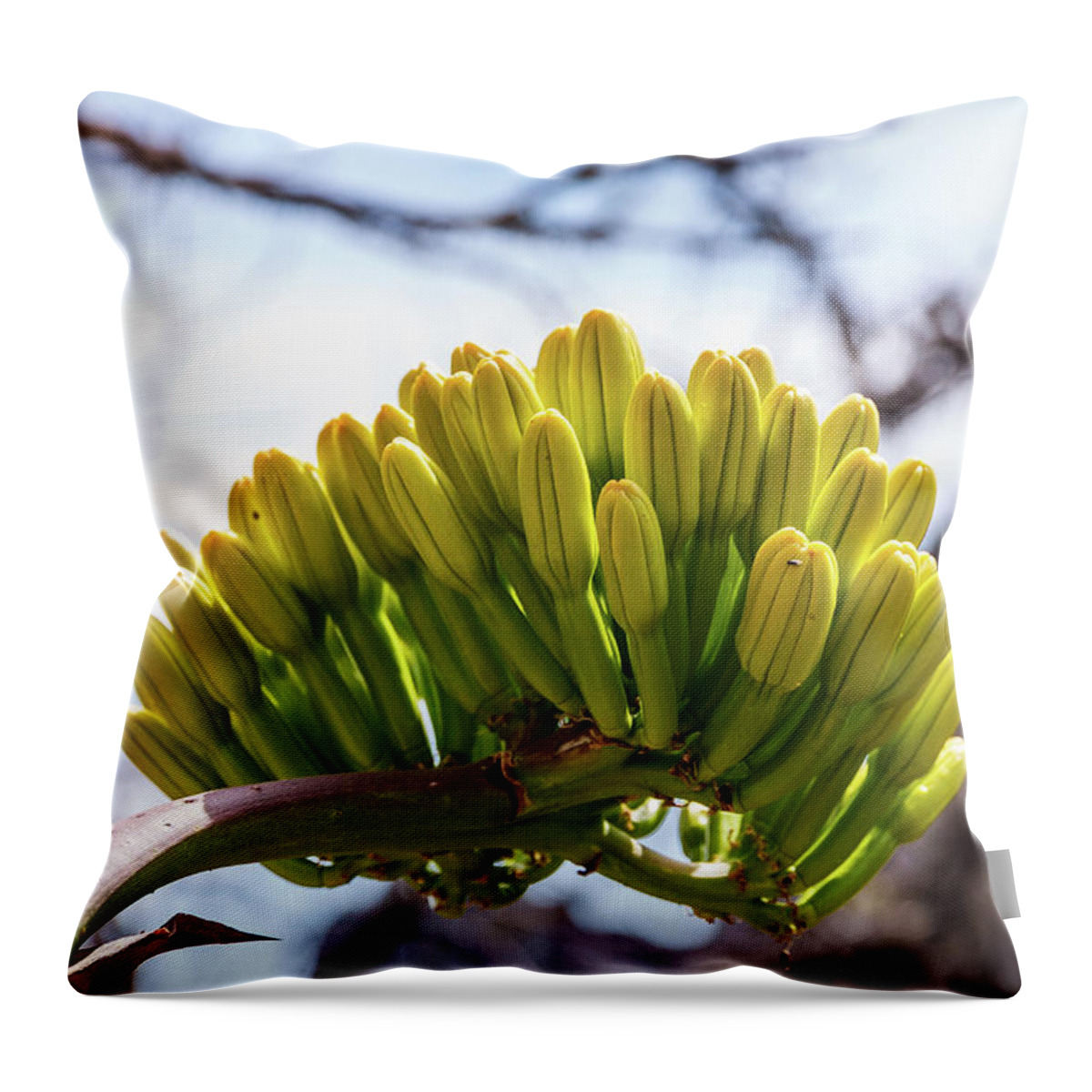 Big Bend National Park Throw Pillow featuring the photograph Century PLant Flower by Lon Dittrick