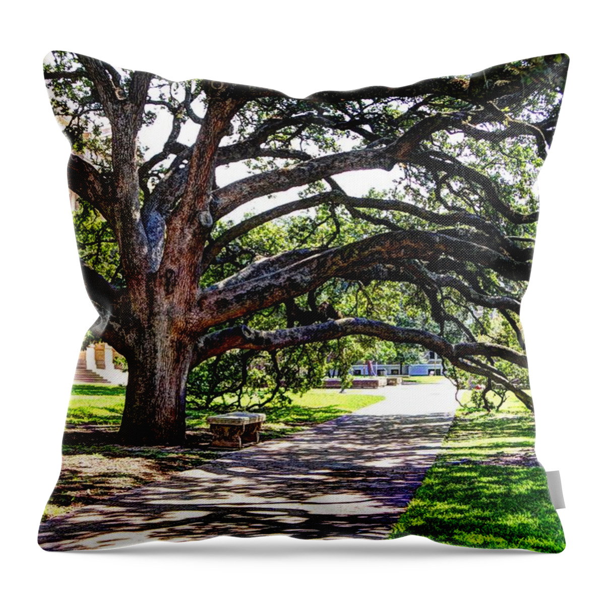Texas A&m Throw Pillow featuring the photograph Century Tree by Rick Cassani