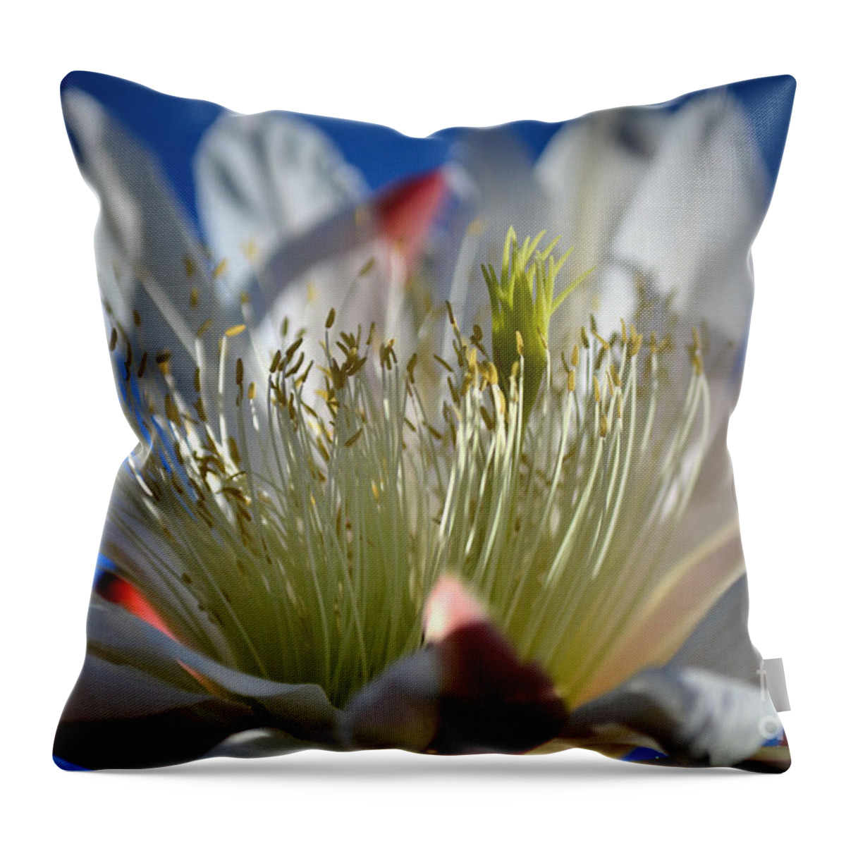 Cereus Cactus Throw Pillow featuring the photograph Cereus in the Sun by Deb Halloran