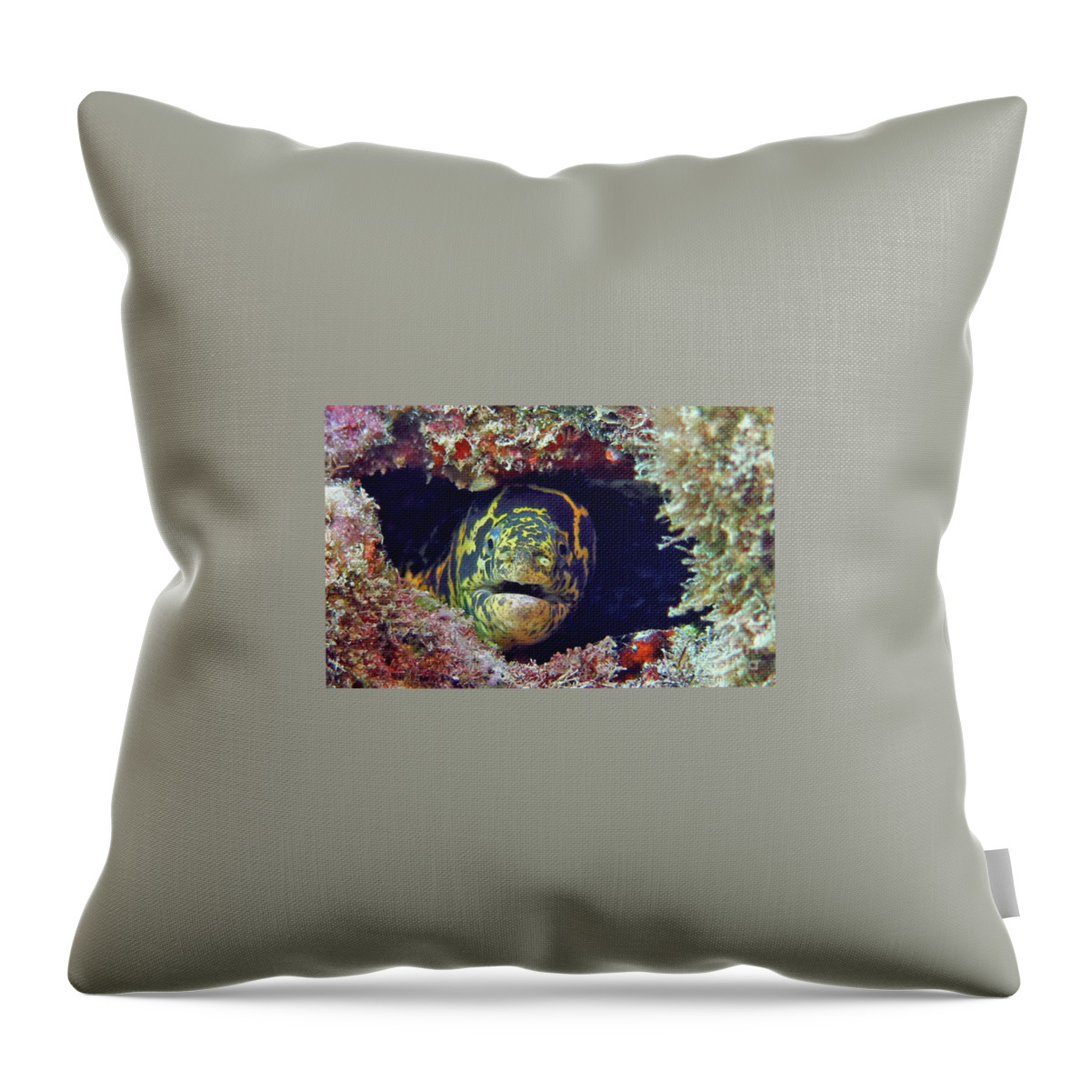 Underwater Throw Pillow featuring the photograph Chain Moray Eel by Daryl Duda
