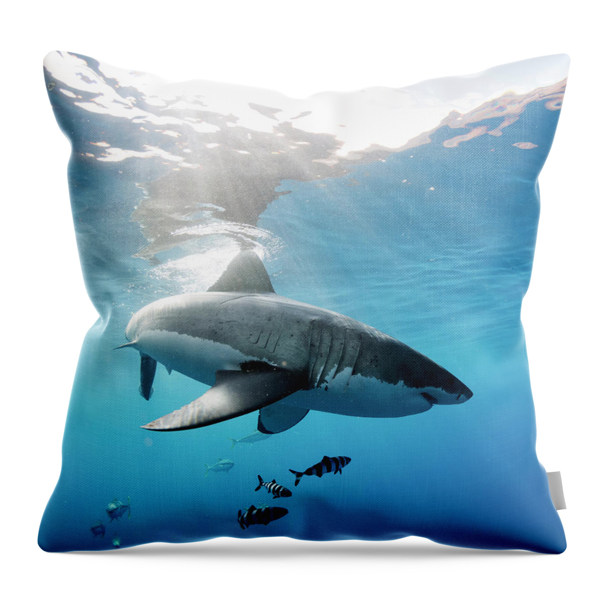 Great White Throw Pillow featuring the photograph Change of Direction by Shane Linke