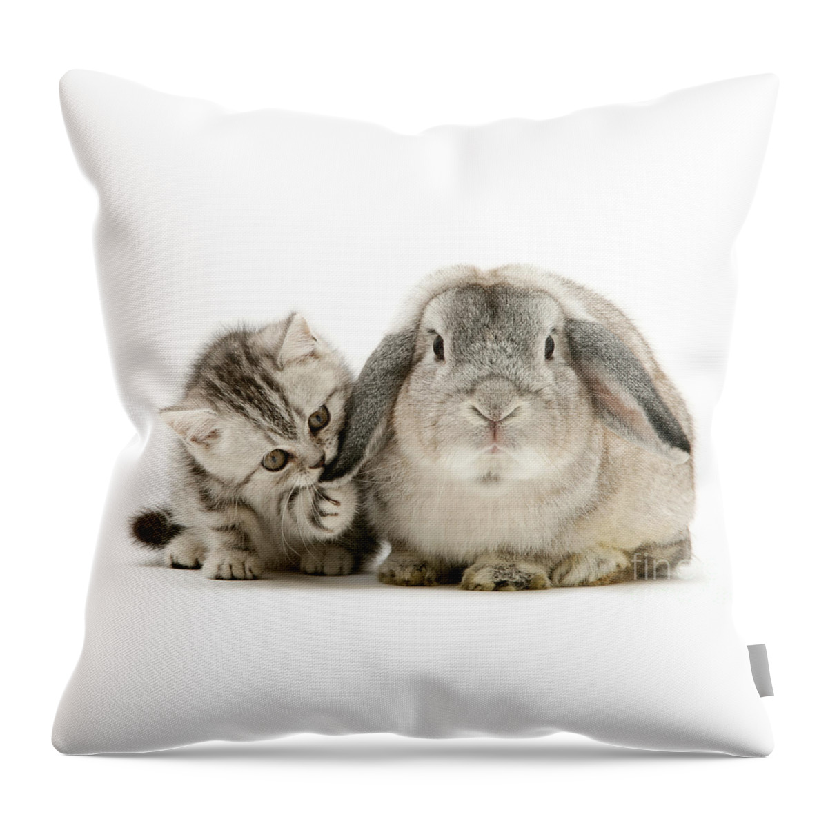 Silver Throw Pillow featuring the photograph Checking for Grey Hares by Warren Photographic