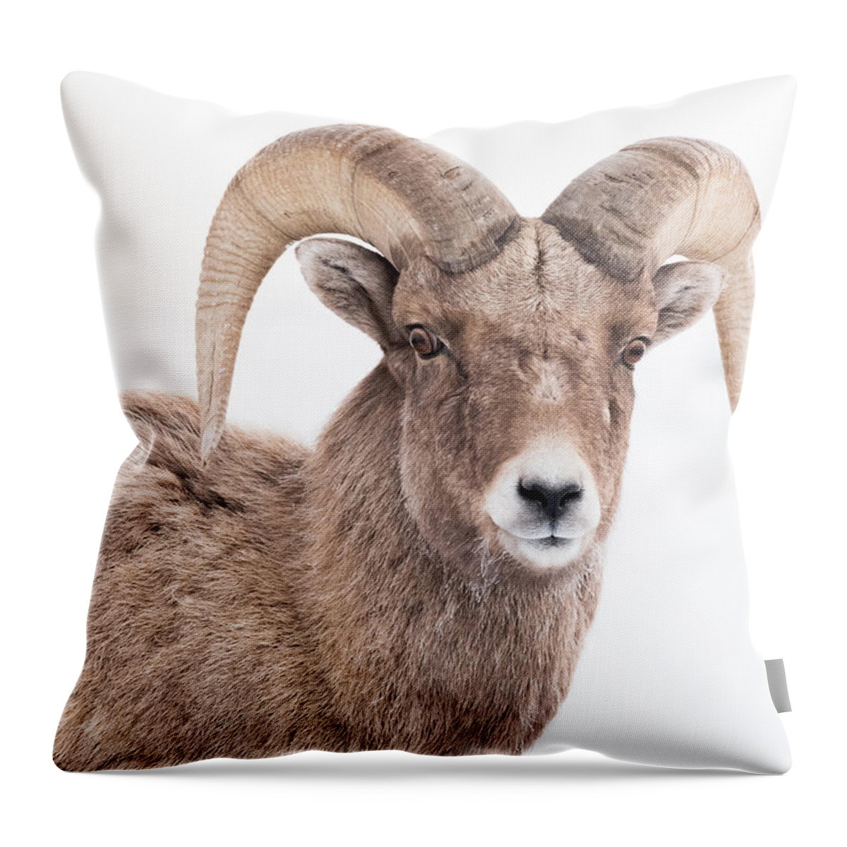 Ram Throw Pillow featuring the photograph Checking Me Out by Yeates Photography