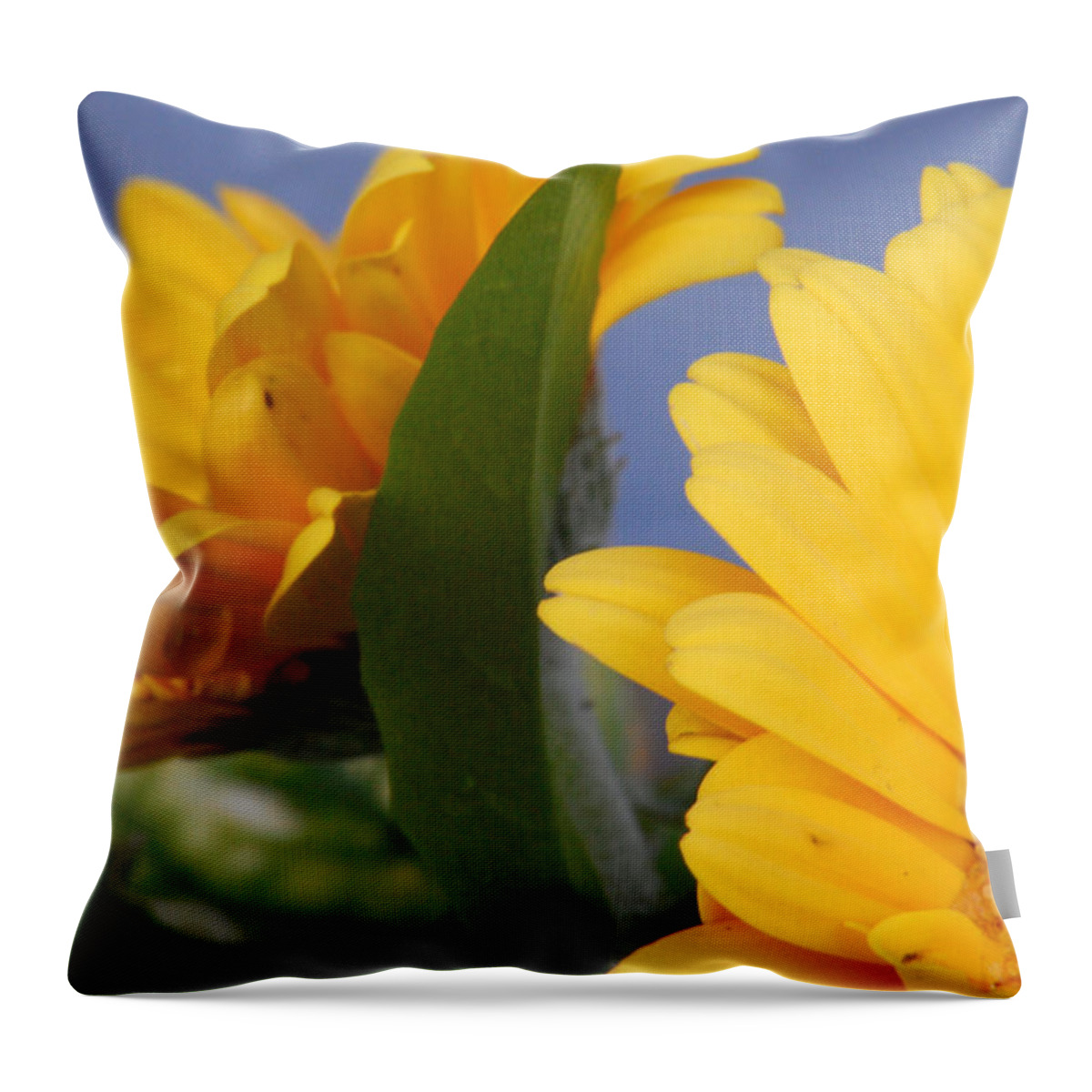 Gerbera Daisy Throw Pillow featuring the photograph Cheerful Gerbera Daisies by Amy Fose