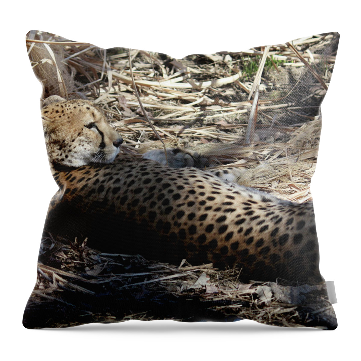 Maryland Throw Pillow featuring the photograph Cheetah Awakened by Ronald Reid