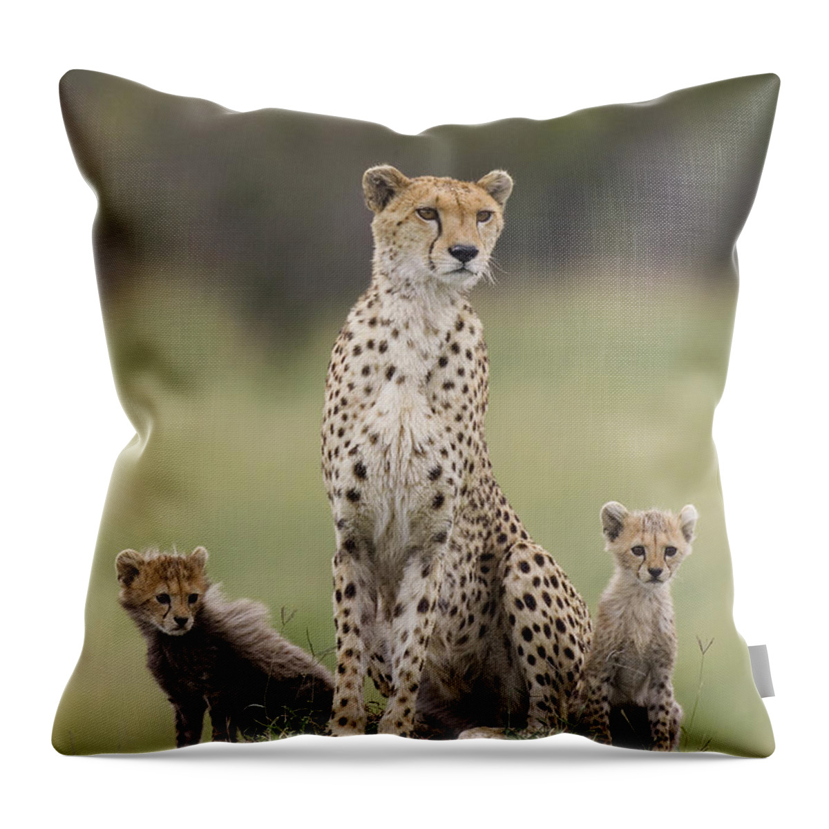 Mp Throw Pillow featuring the photograph Cheetah Mother And Cubs by Suzi Eszterhas