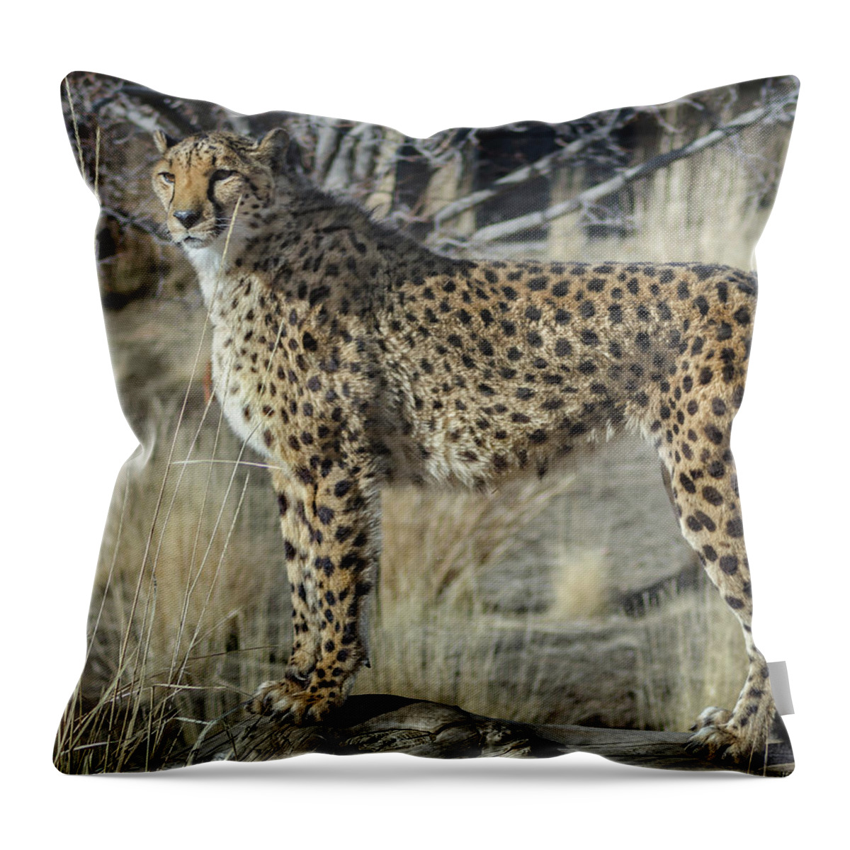 Animal Ark Throw Pillow featuring the photograph Cheetah by Rick Mosher