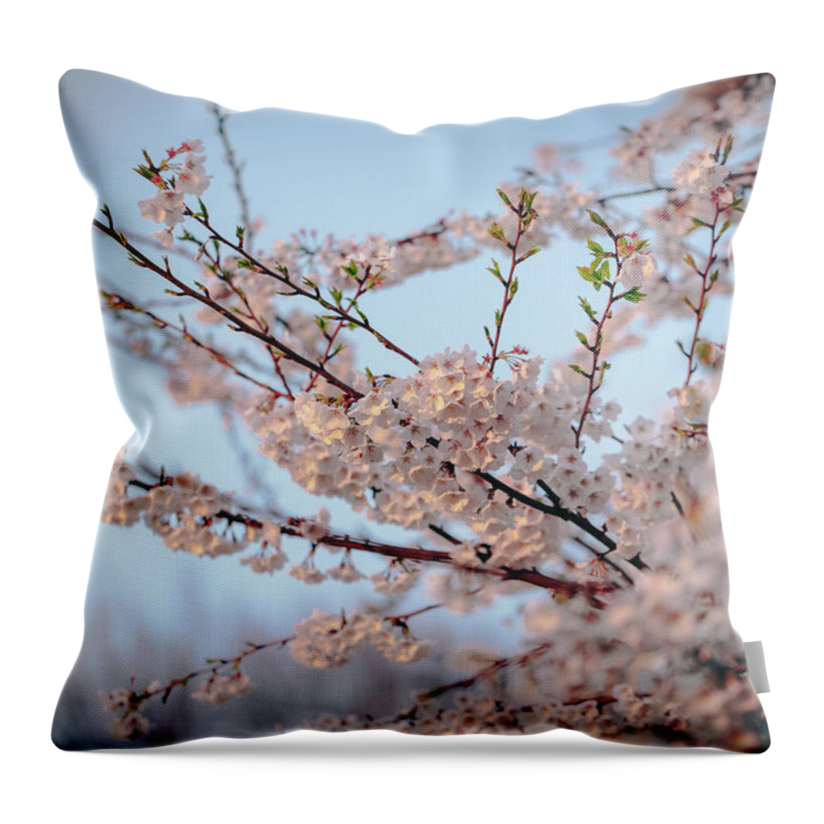 2014 Throw Pillow featuring the photograph Cherry Blossoms by Amber Flowers