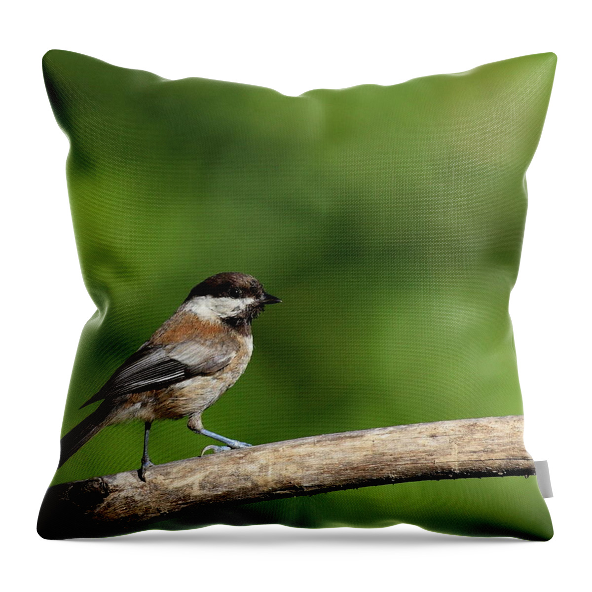 Bird Throw Pillow featuring the photograph Chickadee . 40D8031 by Wingsdomain Art and Photography