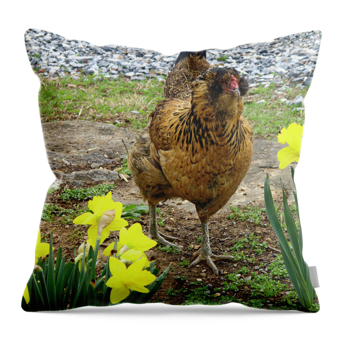 Chicken Walking Among Yellow Daffodils Throw Pillow featuring the photograph Chicken Among Daffodils by Sally Weigand