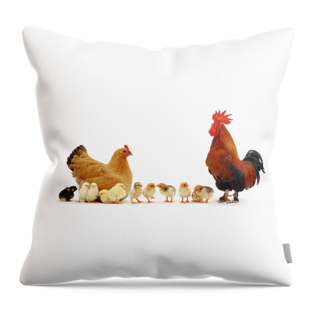 Chicken Throw Pillow featuring the photograph Chicken family by Warren Photographic