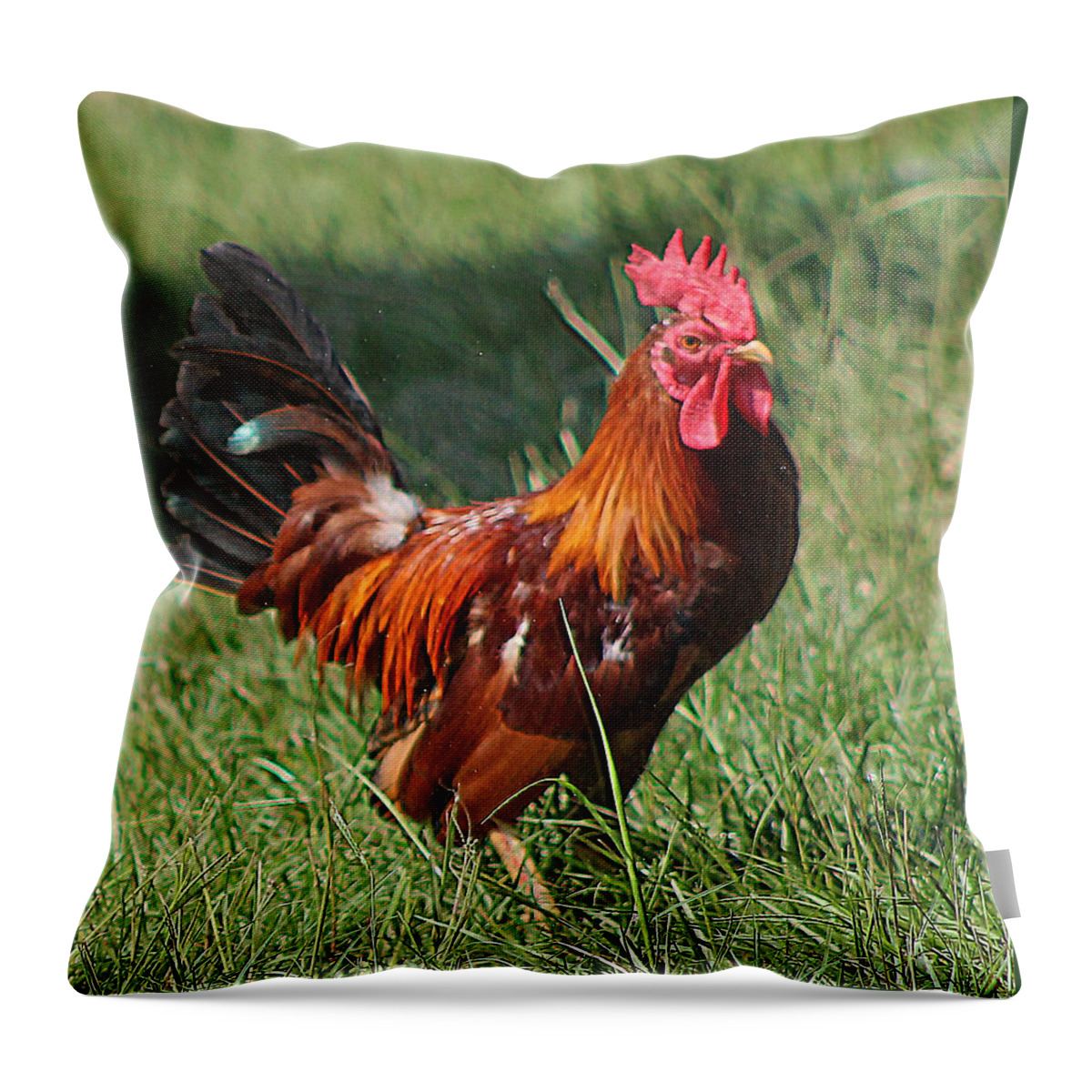 Animals Throw Pillow featuring the photograph Chickens Beware - The Boss Is Here by DB Hayes