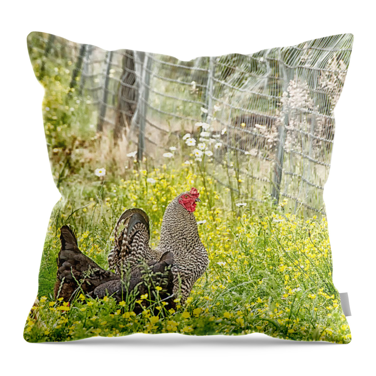 Agriculture Throw Pillow featuring the photograph Chickens in the field by Debra Baldwin