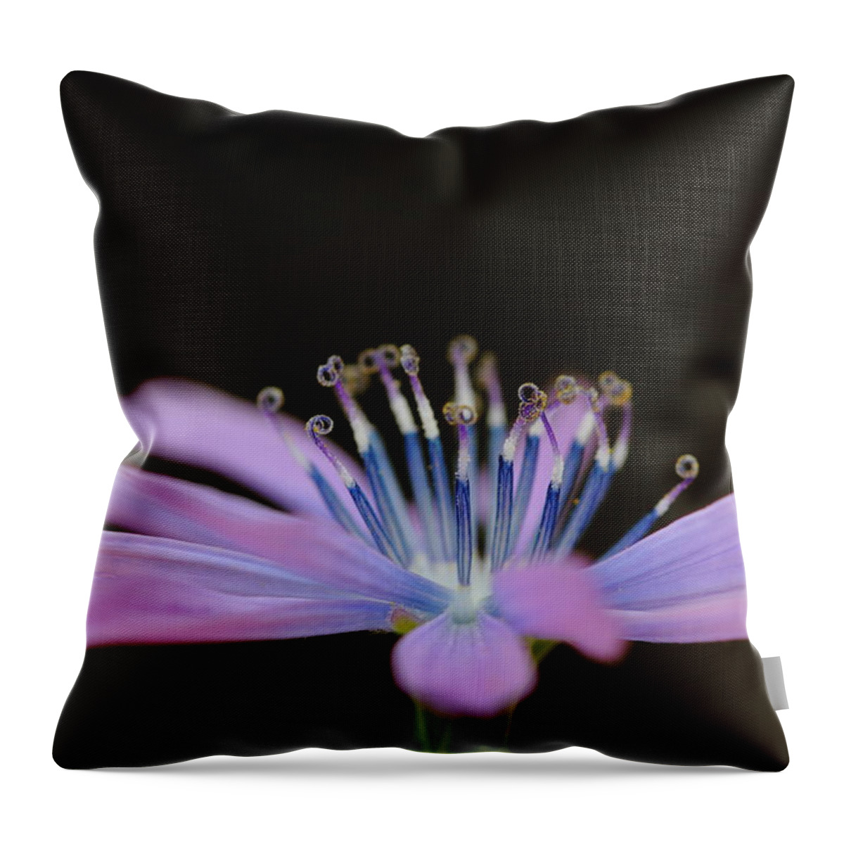 Pink Throw Pillow featuring the photograph Chicory by Richard Patmore
