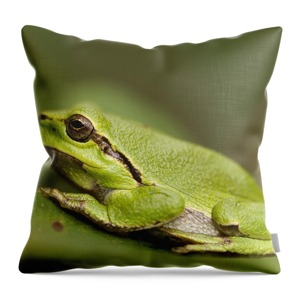 Adult Throw Pillow featuring the photograph Chilling Tree Frog by Roeselien Raimond