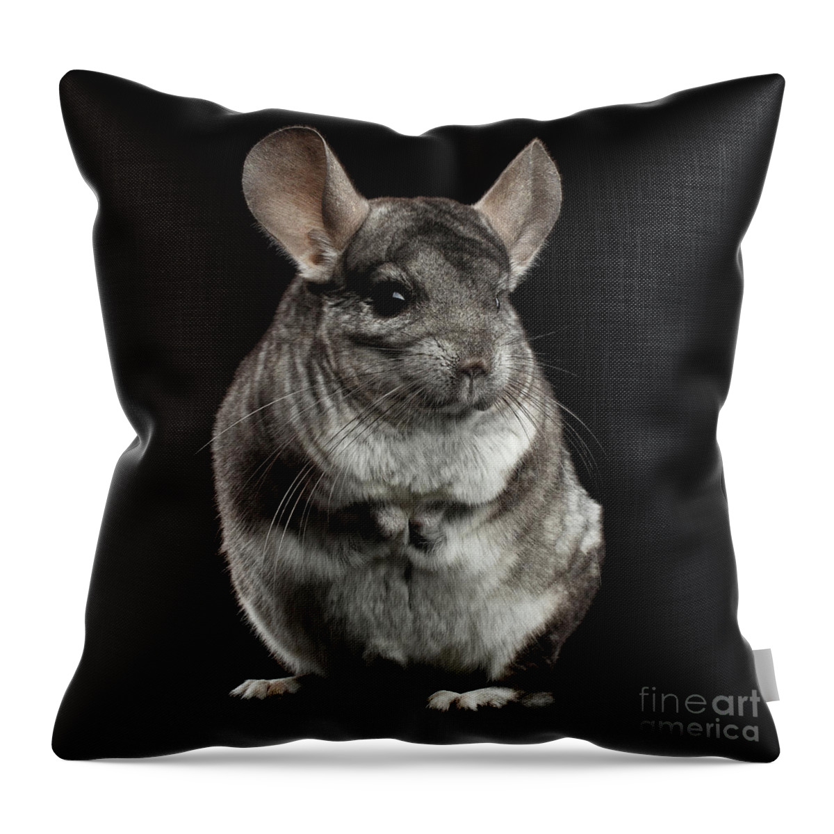Chinchilla Throw Pillow featuring the photograph Chinchilla on Black background by Sergey Taran