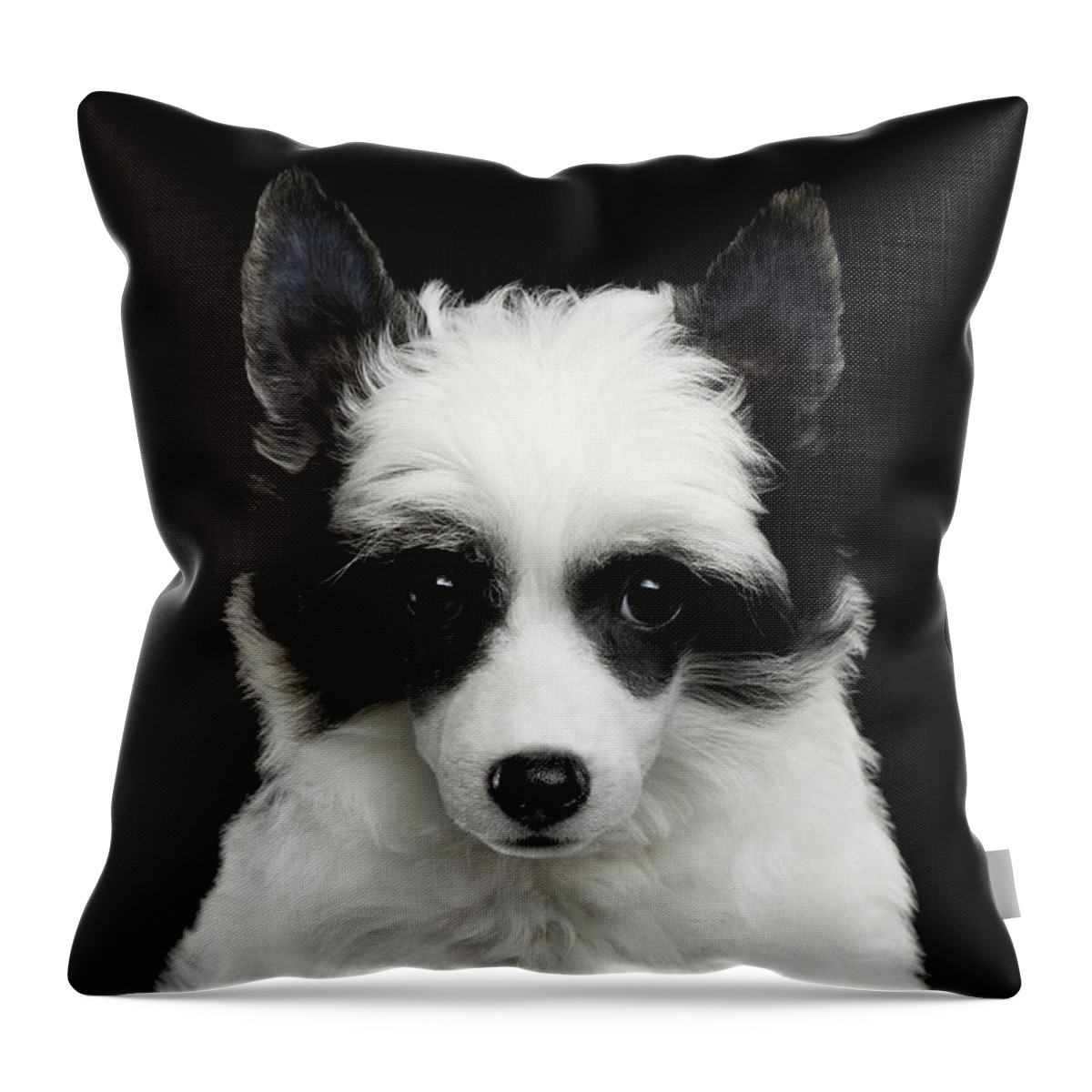 Closeup Throw Pillow featuring the photograph Chinese Crested Puppy by Sergey Taran