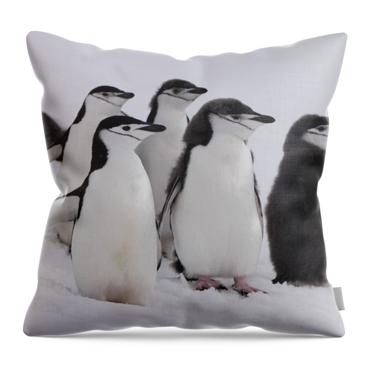 Penguin Throw Pillow featuring the photograph Chinstrap Penguins by Bruce J Robinson