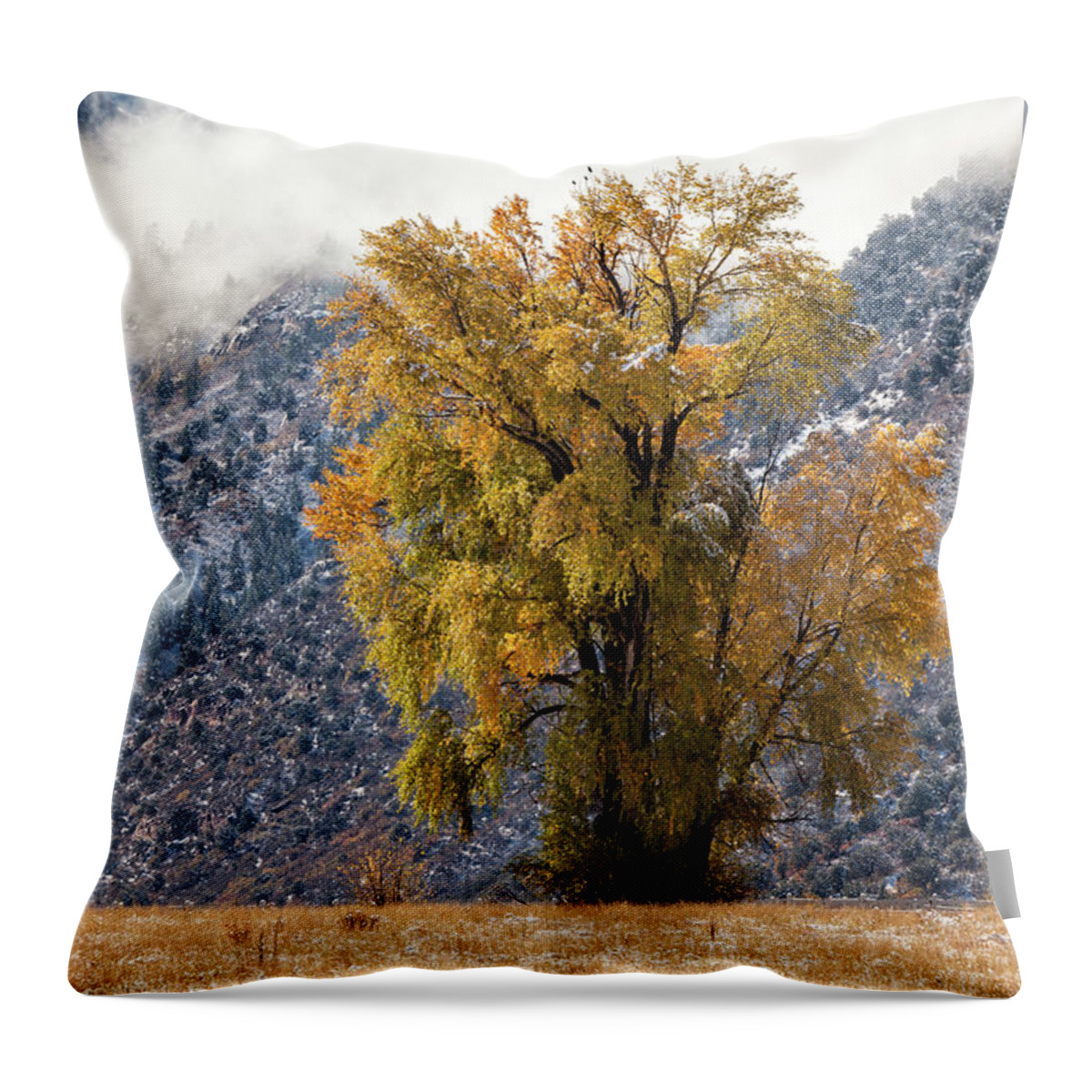 Autumn Throw Pillow featuring the photograph Chipeta and Cottonwood by Denise Bush