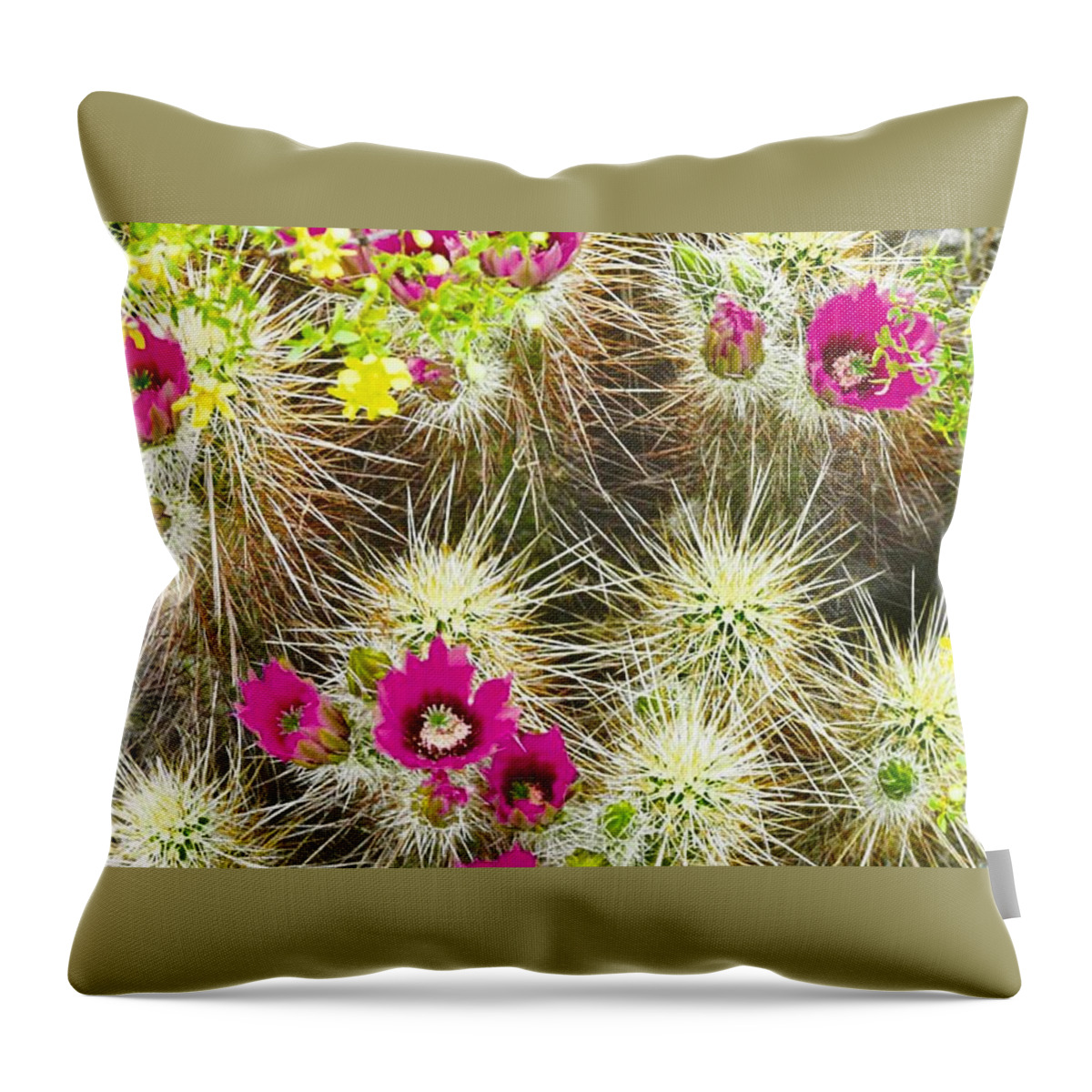 Arizona Throw Pillow featuring the photograph Cholla Cactus Blooms by Judy Kennedy